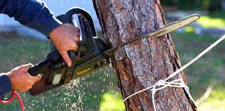 How Our Tree Care Process Works  in Schriever, LA